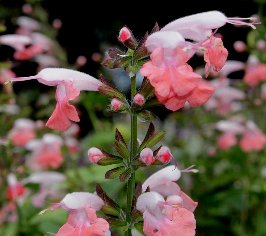 Изображение особи род Salvia.