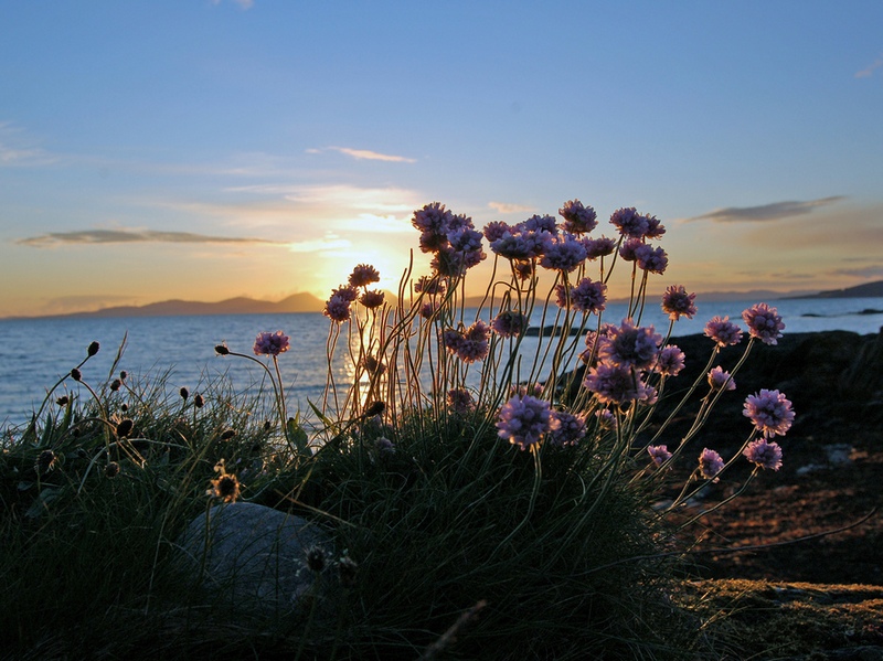 Изображение особи Armeria maritima.