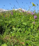 Tragopogon reticulatus. Цветущее растение. Кавказский биосферный заповедник, северо-восточный склон горы Оштен, ≈ 2100 м н.у.м., субальпийский высокотравный луг. 18.07.2015.