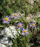 Aster alpinus