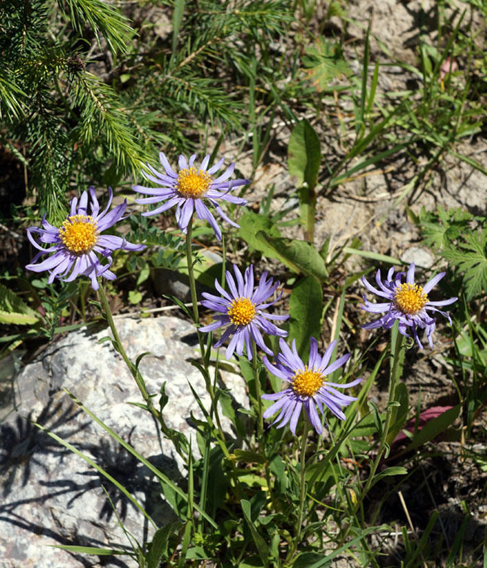 Изображение особи Aster alpinus.