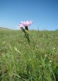 Scorzonera purpurea. Верхушка цветущего растения. Пензенская обл., Иссинский р-н, окр. с. Симанки, открытый склон. 19 мая 2013 г.