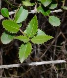 Phillyrea latifolia