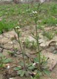 Arabidopsis thaliana