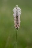 Plantago urvillei