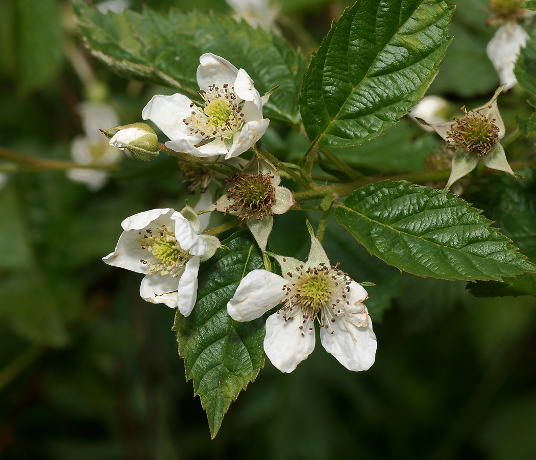 Изображение особи Rubus nessensis.