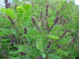 Amorpha fruticosa