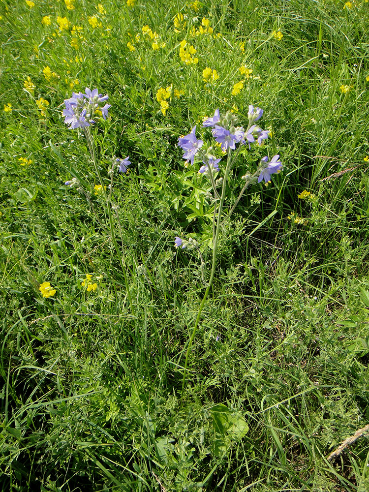 Изображение особи Polemonium acutiflorum.