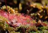 Drosera rotundifolia