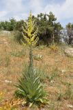 Verbascum songaricum