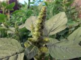 Amaranthus retroflexus. Верхушка побега с соцветием. Амурская обл., Бурейский р-н, с. Виноградовка, огород. 23.07.2016.