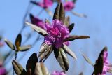 Rhododendron sichotense