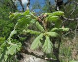 Quercus petraea. Верхушка ветви с молодыми побегами. Краснодарский край, Абинский р-н, гора Папай, склон вершины Западный Папай. 30.04.2017.