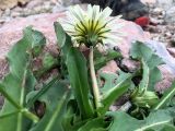 Taraxacum confusum. Верхушка побега с соцветием (гипохромная форма). Адыгея, Кавказский биосферный заповедник, склон горы Оштен, выс. ≈ 2500 м н.у.м., каменистая осыпь. 24.07.2017.