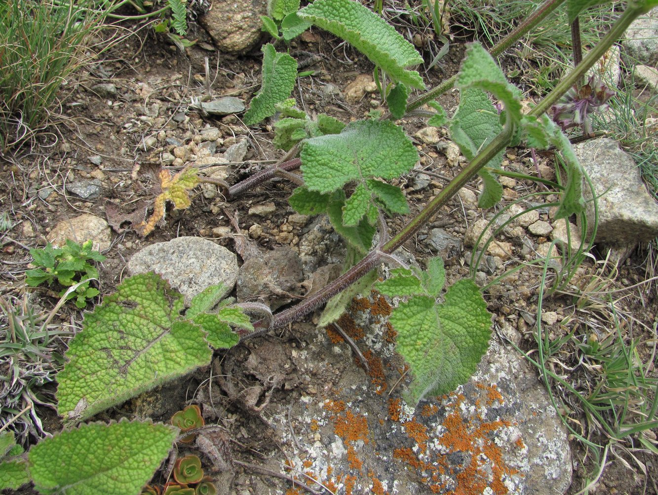 Изображение особи Salvia verticillata.