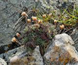 Armeria pubigera