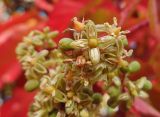 Parthenocissus quinquefolia