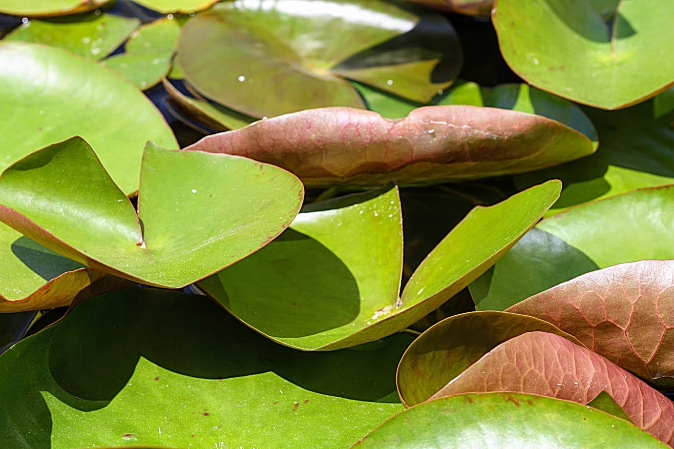 Изображение особи Nymphaea odorata.