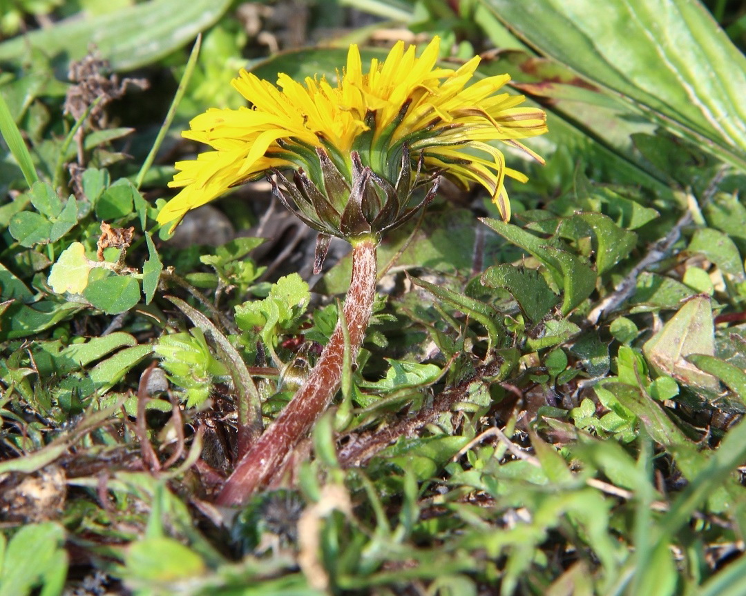 Изображение особи род Taraxacum.