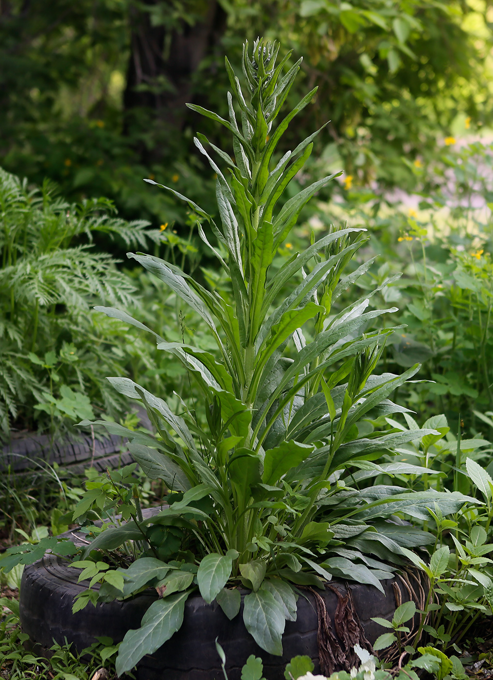 Изображение особи Cynoglossum officinale.