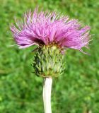 Cirsium heterophyllum