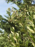 Ligustrum japonicum. Верхушки побегов с незрелыми плодами. Краснодарский край, м/о город-курорт Сочи, Адлерский р-н, Природный орнитологический парк в Имеретинской низменности, кластер №7, в культуре. 30.10.2018.