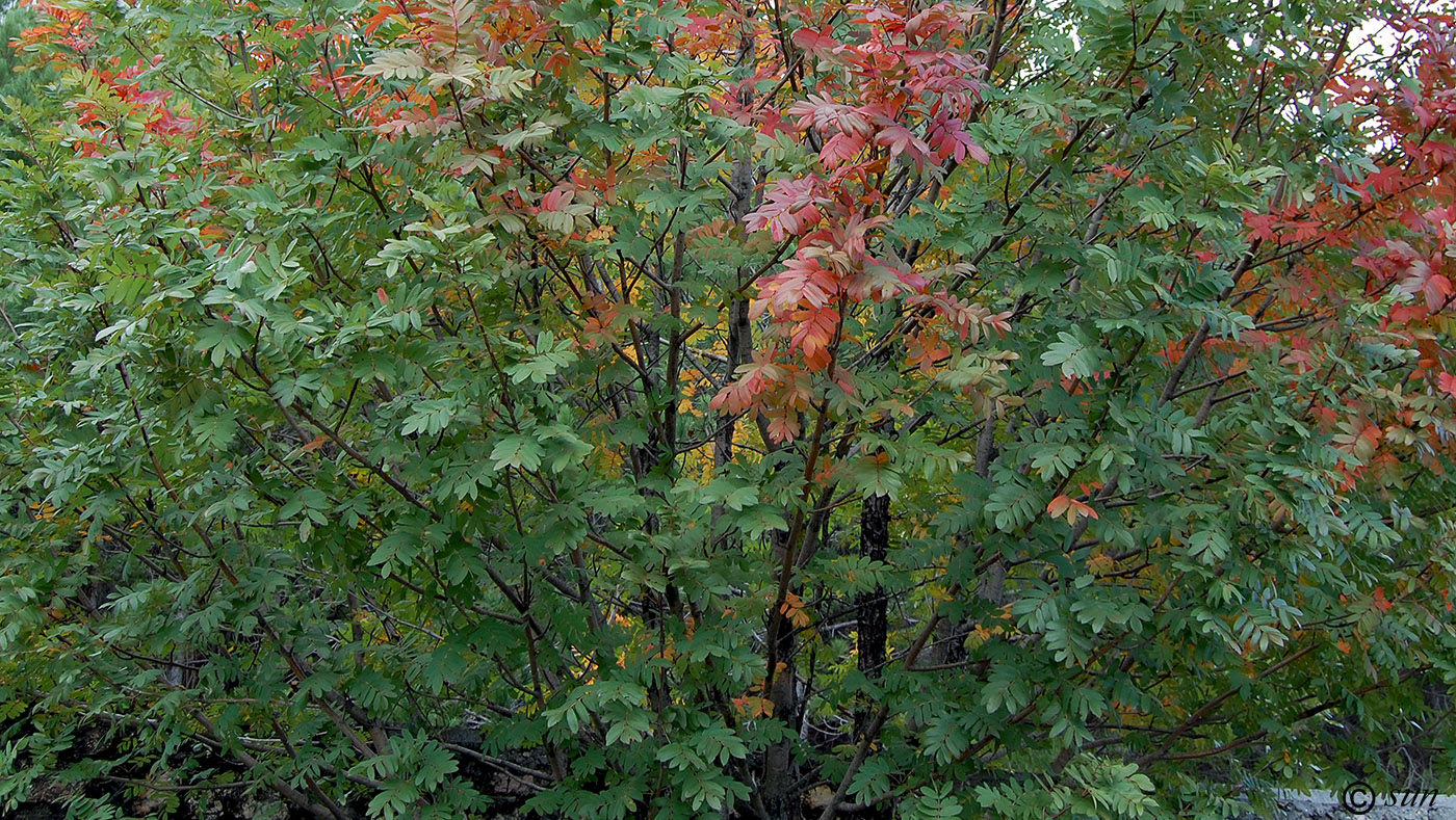 Изображение особи Sorbus aucuparia.