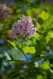 Syringa josikaea