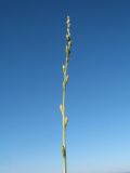 Astragalus eremospartoides
