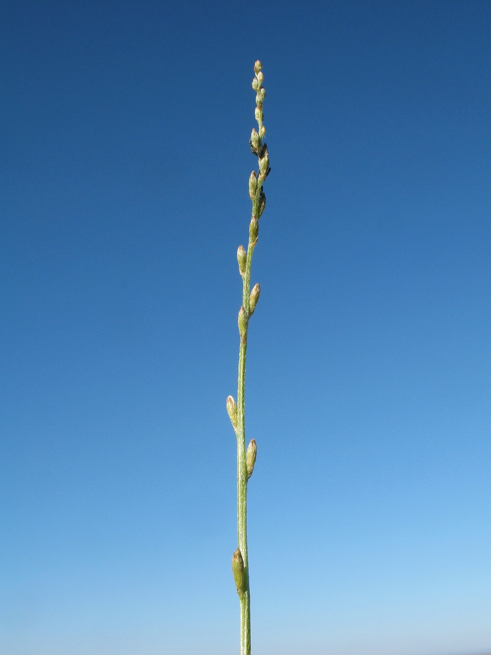 Изображение особи Astragalus eremospartoides.