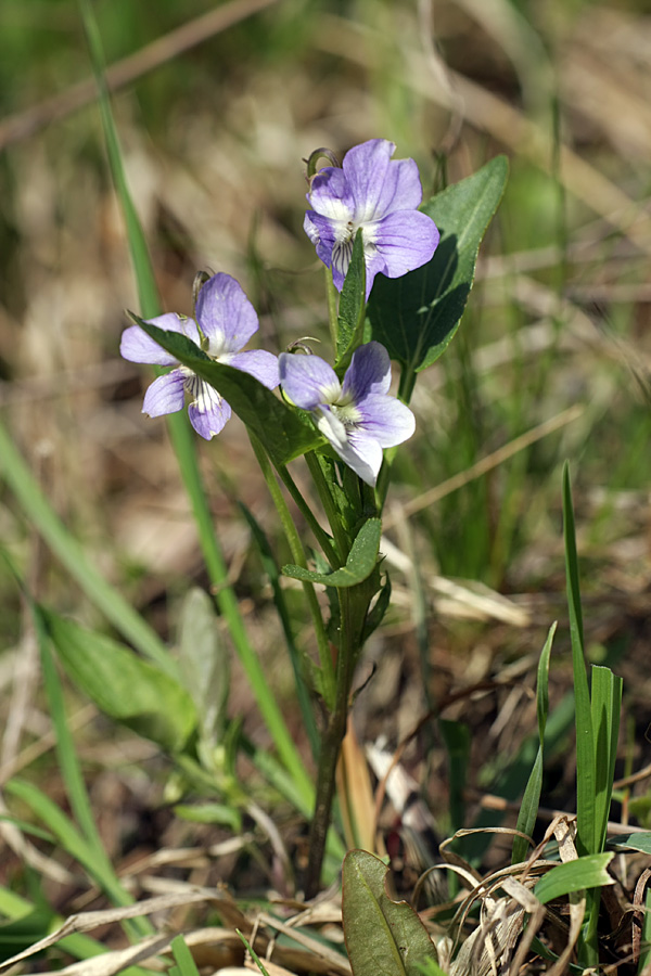 Изображение особи Viola ruppii.