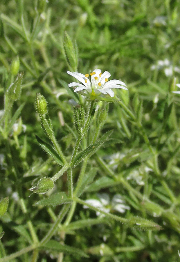 Изображение особи Stellaria dichotoma.