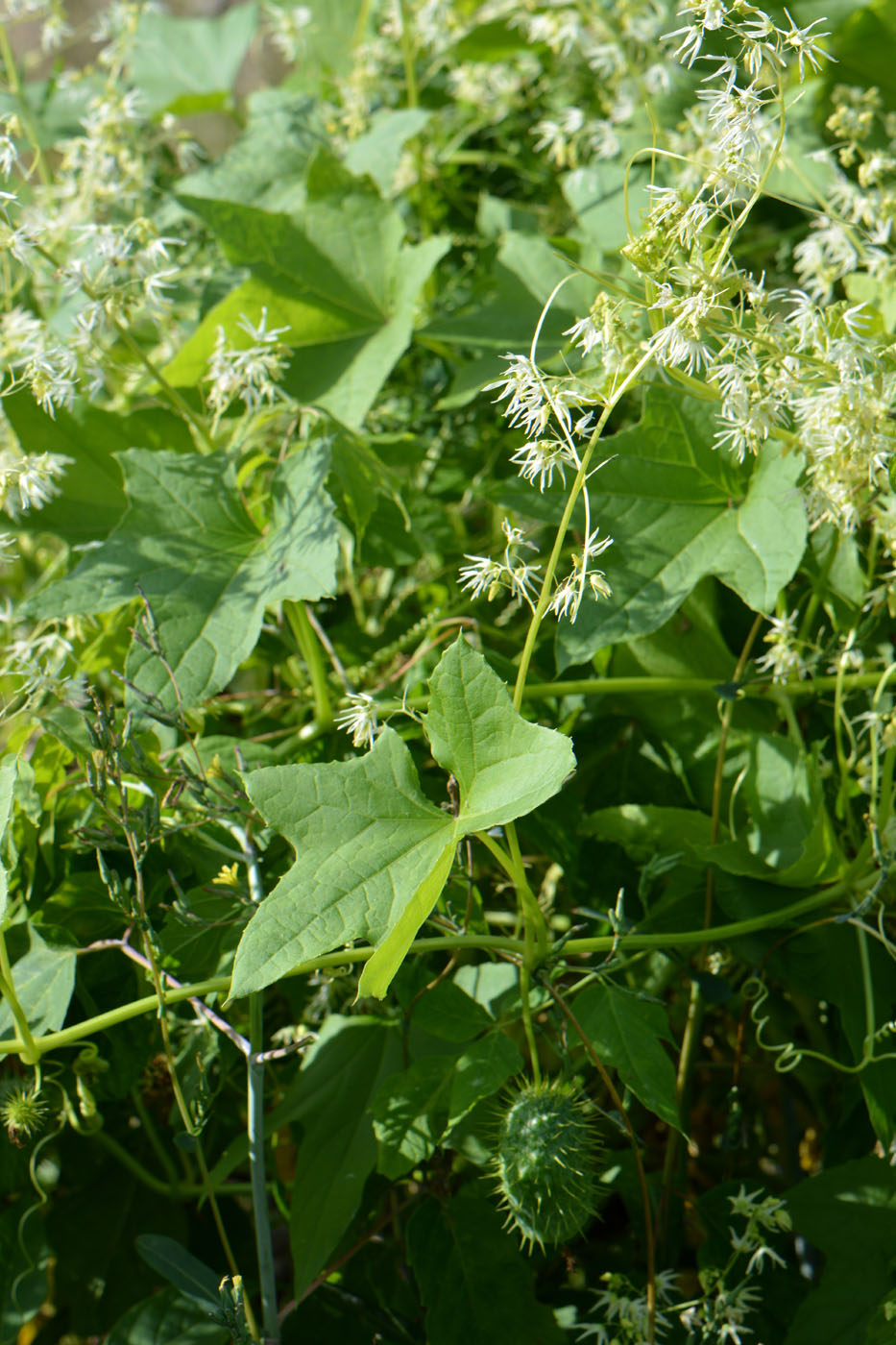 Изображение особи Echinocystis lobata.