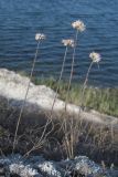 Allium tarkhankuticum. Цветущие растения в сообществе с Artemisia caucasica. Западный Крым, окр. пос. Новоозёрное, берег оз. Донузлав. 27.08.2019.