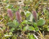 Salix arctica