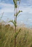 Senecio jacobaea