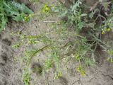 Senecio vulgaris