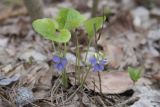 Viola mirabilis