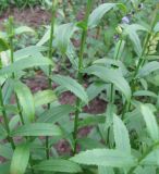 Physostegia virginiana