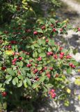 Cotoneaster integerrimus