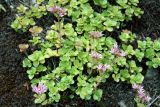 Sedum spurium