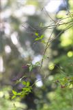 Jasminum beesianum. Верхушки веточек с бутонами. Абхазия, г. Сухум, Сухумский ботанический сад, в культуре. 14.05.2021.