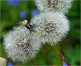 Taraxacum officinale