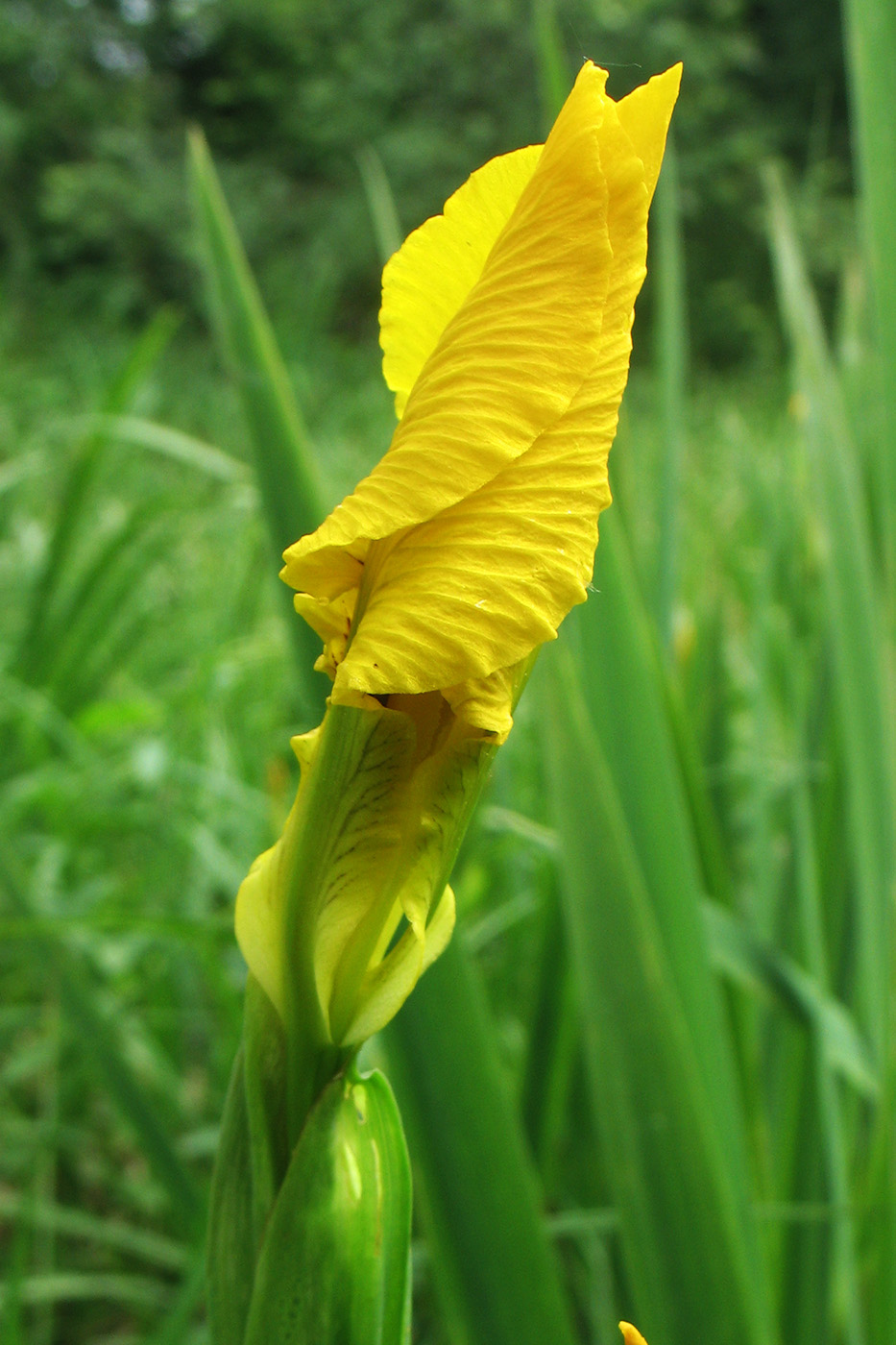 Изображение особи Iris pseudacorus.