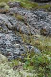 Trollius europaeus