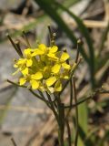 Erysimum hieraciifolium. Верхушка цветущего и плодоносящего побега. Магаданская обл., побережье бух. Гертнера, галечник. 13.07.2008.