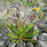 род Taraxacum