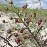 Scrophularia cretacea. Часть соплодия. Украина, Донецкая обл., Славянский р-н, окр. пос. Богородичное, мела. 11.07.2011.