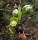 Ophrys fusca