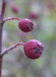 Cotoneaster integerrimus